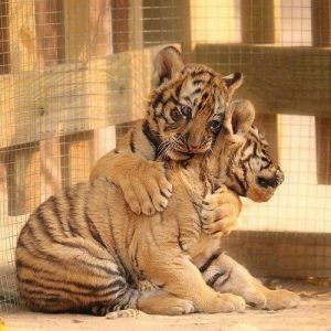 I love Tumblr - came across this and instantly felt just a little bit better...  From here: http://lolcuteanimals.com/post/77857481213/tiger-cub-hugs