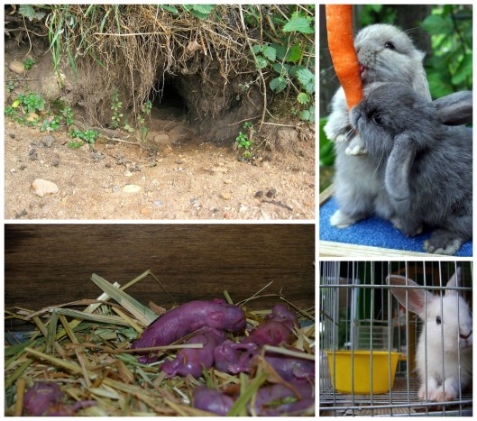 Bunnies - as presented by my 6-year-old. They live in les terriers ou des cages, sont herbivores et comme bébé sont aveugles. Also goes to French school and I'm the anglo parent. But I got this!